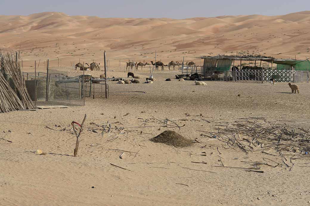 Camel farm, Liwa region